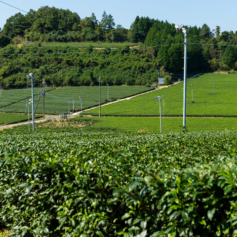 【再入荷待ち】煎茶 初級 和撰り(わえり)