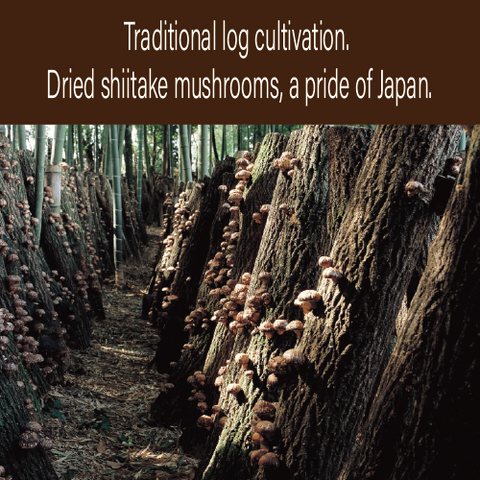 Domestically Produced Japanese Delicious Donko Shiitake Mushrooms