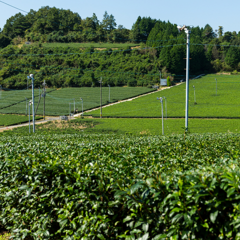 【再入荷待ち】煎茶 初級 和撰り（わえり）